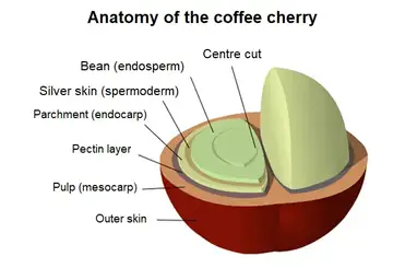 What Is A Coffee Cherry The Fruit That Gives Us Coffee