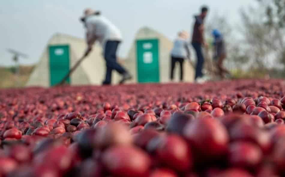 coffee bean production