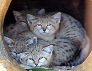 These adorable sand cats could be under threat