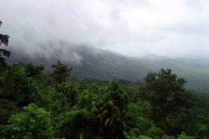 vegetación de la selva tropical ecuatorial