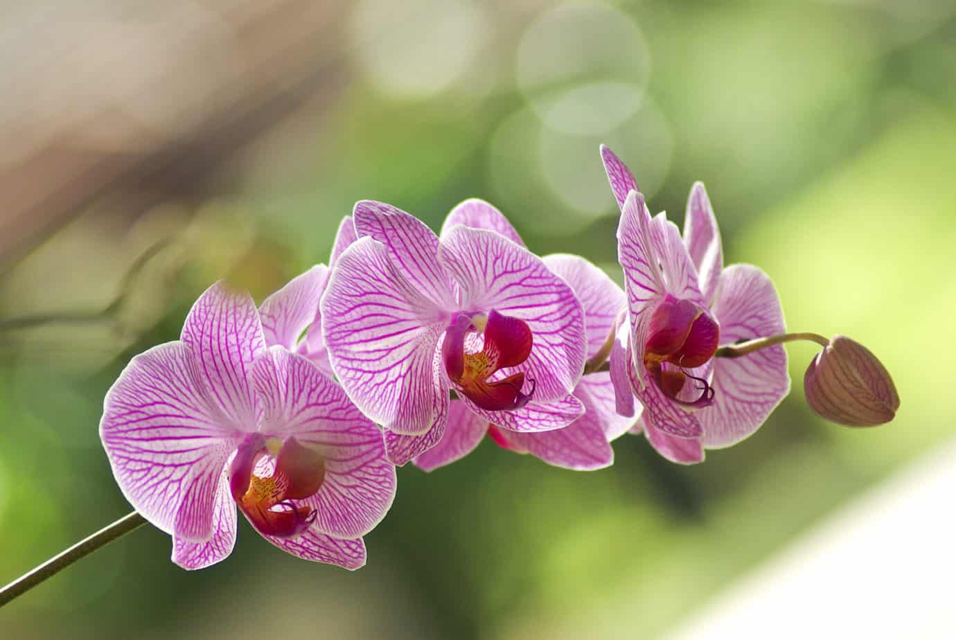 50 Frases Bonitas Sobre Las Orquídeas – Expande Tu Mente