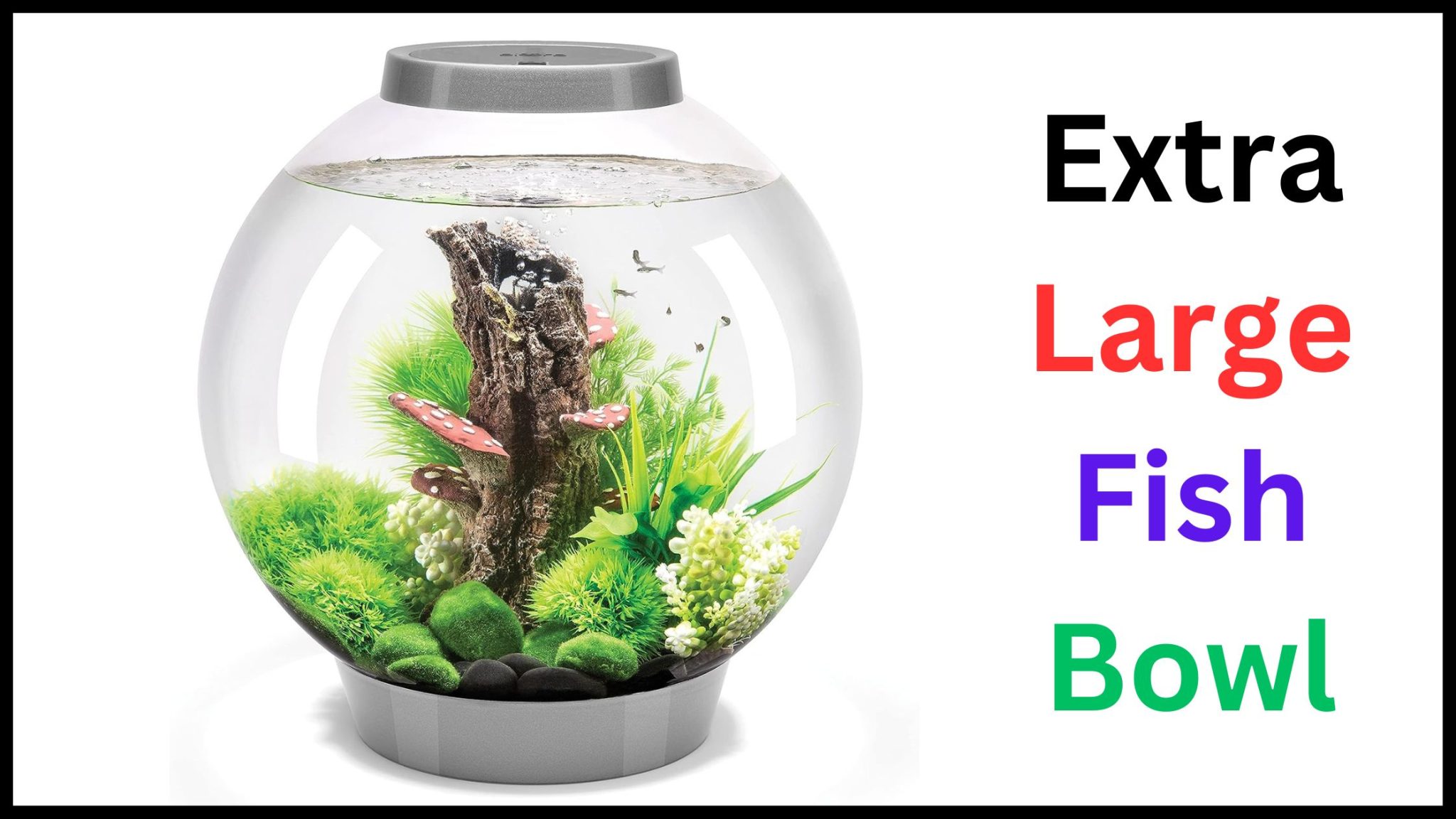 Extra Large Fish Bowl