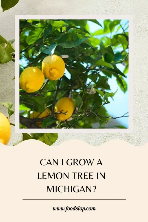 Can Lemon Trees Grow in Michigan 