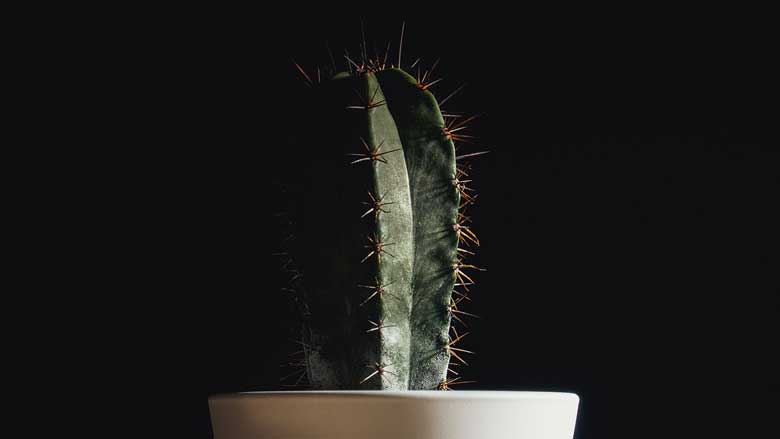 How To Treat Fungus on Cactus Plants