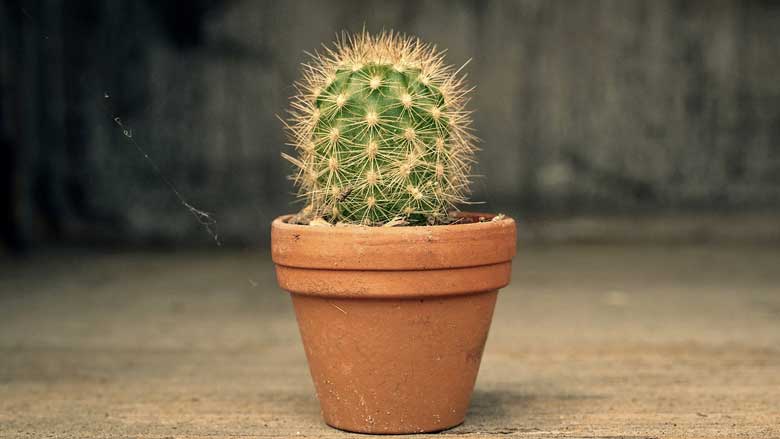 How Often Should You Water a Cactus