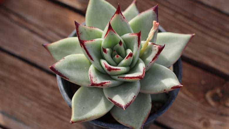 How To Grow Succulents From Leaves