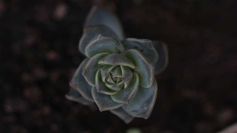 Overwatered Succulents: How To Identify, Treat and Prevent It