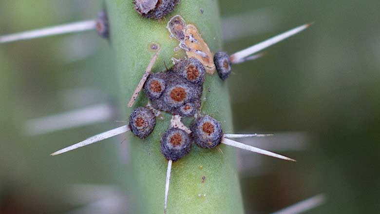 How To Get Rid of Scale on Cactus Plants