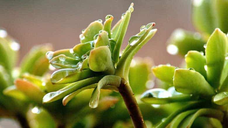 How Long Can Succulents Go Without Water?