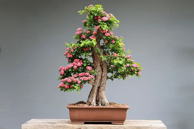 Arborele de bonsai care poartă fructe