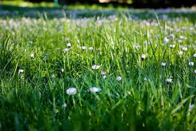 spring weeds lawn grass