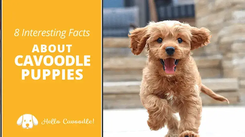 do cavoodle puppies shed