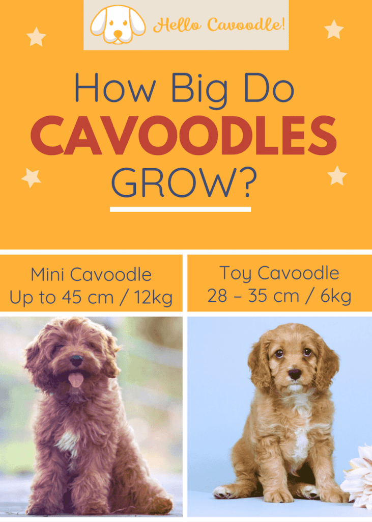 difference between mini and toy cavoodle