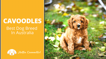 are cavoodles good dogs