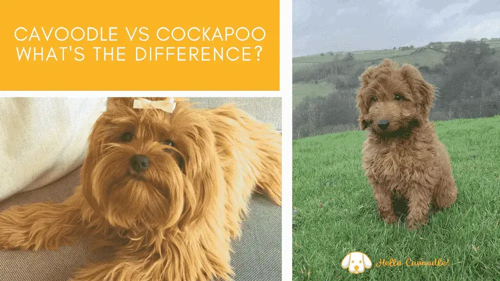 what is the difference between a cockapoo and a labradoodle