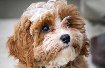 what is the lifespan of a cavapoo