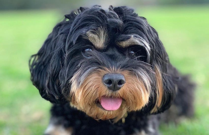 black and tan toy cavoodle