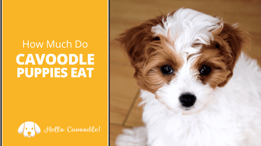 best food for cavoodles