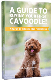 how do you potty train a cavoodle puppy