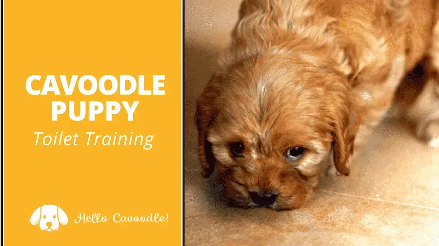 how do you potty train a cavoodle puppy