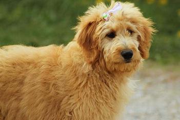 which is better f1 or f1b goldendoodle