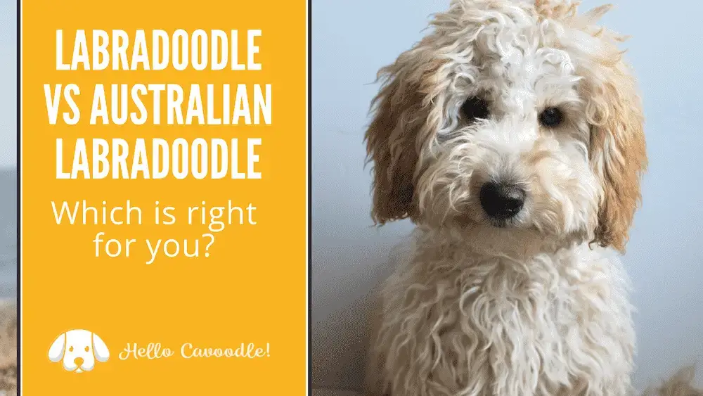 are labradoodles color blind