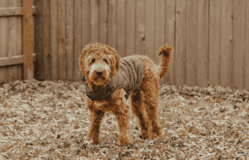 are goldendoodles worth the