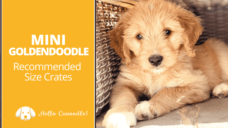 best kennel for goldendoodle