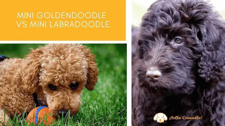 what makes a mini labradoodle