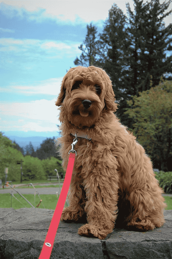 teddy bear labradoodles