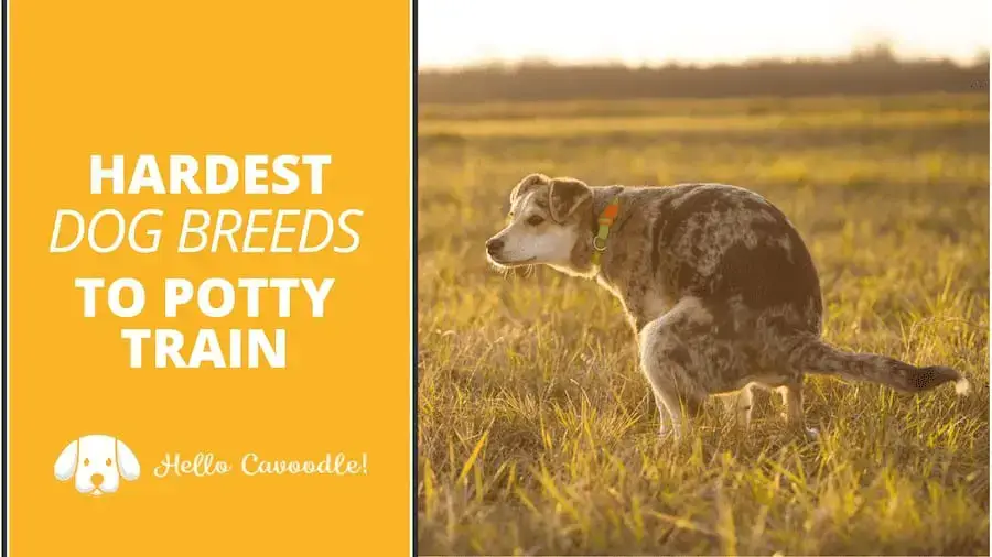 what is the hardest hunting dog breed