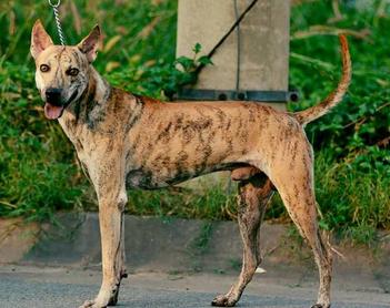 are phu quoc ridgeback the most intelligent dogs