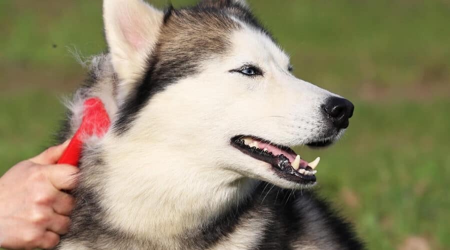 best husky shedding brush