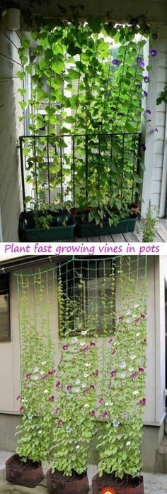 45 Trendy backyard ideas for small yards privacy vines  45 Trendy backyard ideas for small yards privacy vines #backyard  #backyard #ideas #privacy #small #trendy #vines #yards