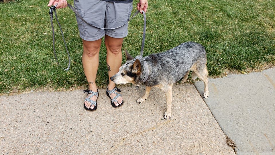 Chacos Z Cloud and matching dog collar and leash Engearment