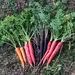 Carrot Plant Seeds – Where to Buy & How to Plant Them