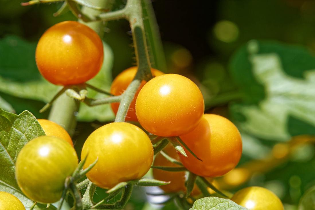 Tomato Plant Seeds – Where to Buy & How to Plant Them (2024)