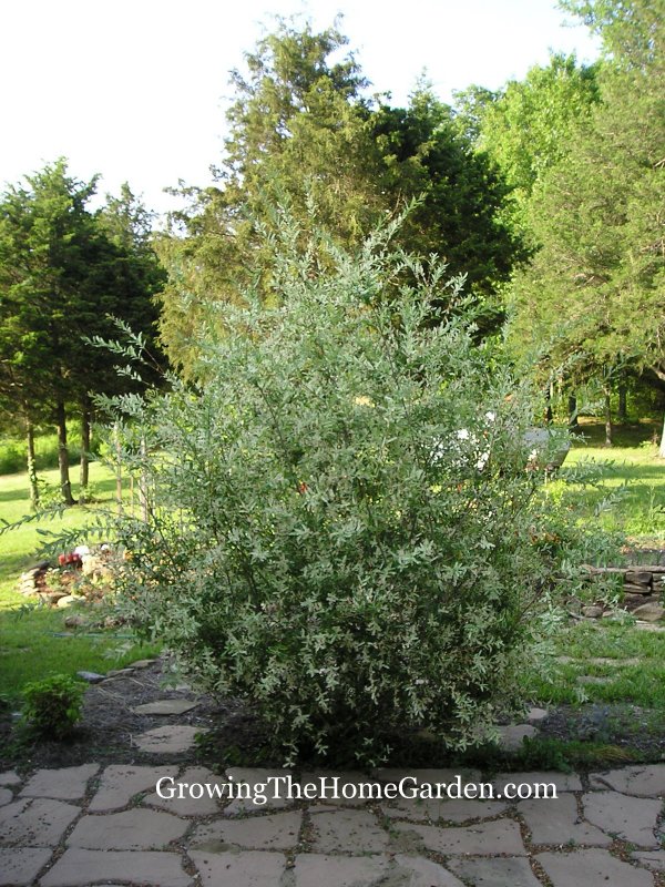 Image of Japanese willow bush growing in pond
