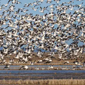 Water Fowl Blend Spices - Harvesting Nature