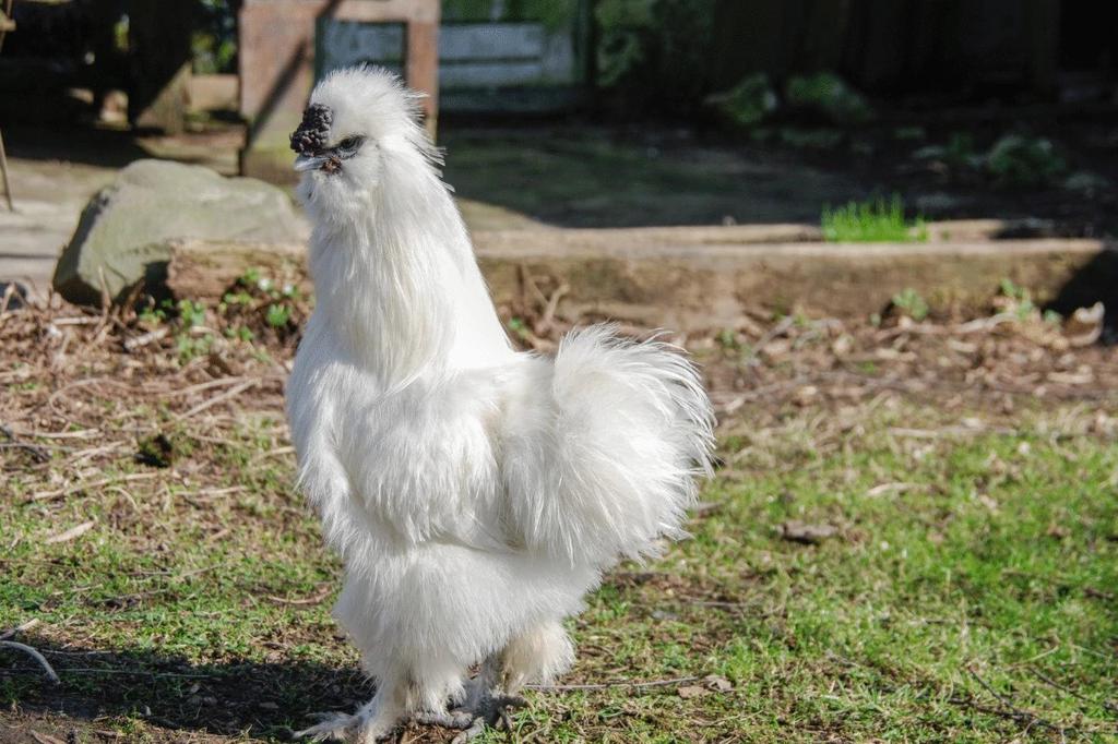how long do silkie chickens live