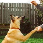 Easy Steps To Use Ant Trax Ant Bait | Pestclue