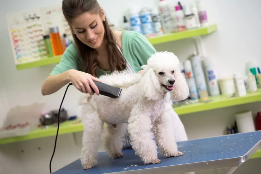 why is my dog shaking after grooming