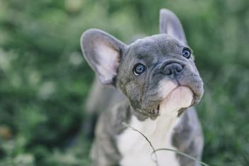 can bulldogs mate naturally