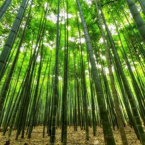 Boody Bamboo Clothing – All things organic