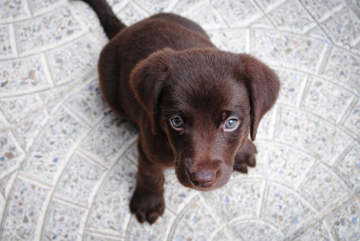 lab weiner dog