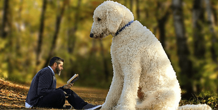 largest goldendoodle