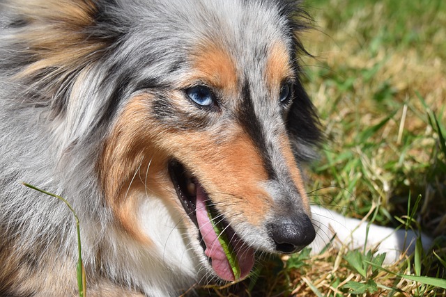 Why Your Dog Eating Grass And If You Should Be Concerned Tindog Popular Dog Magazine