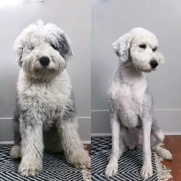 Conclusion for goldendoodle puppies in kentucky. Bphx5lrkwn 6zm