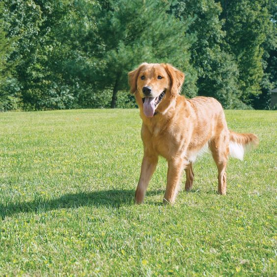 best wireless fence for big dogs