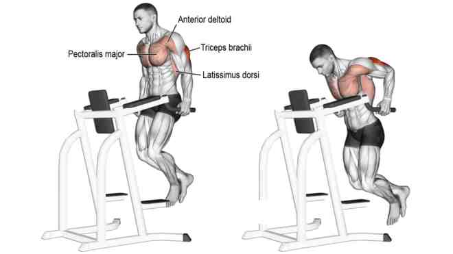 Parallel Bar Dips (Chest Dip)